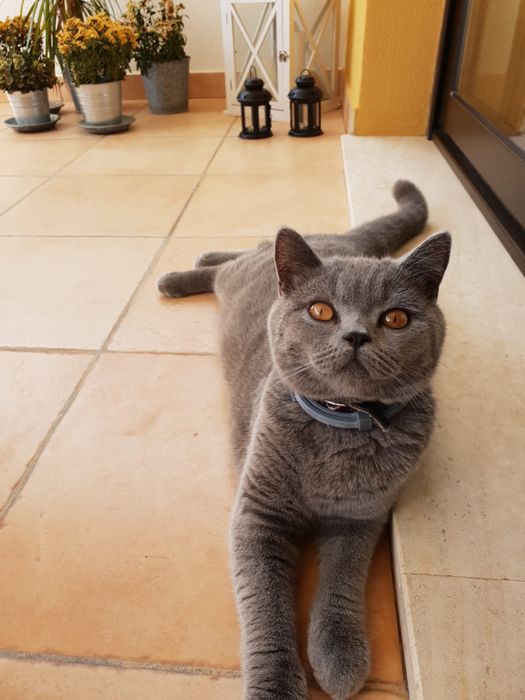 Gato Brittish para ADOTAR