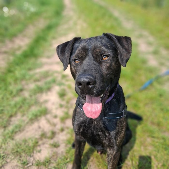 Ragnar do adopcji