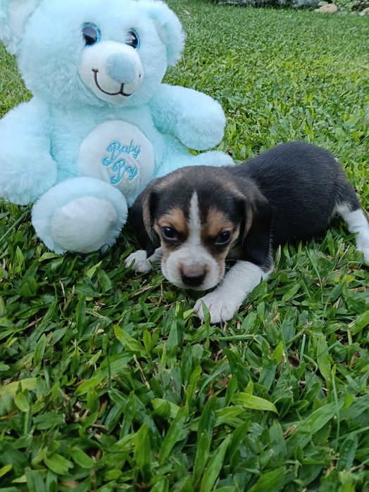 Beagle macho maravilhoso