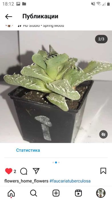 Faucaria tuberculosa (фаукария туберкулёза или фаукария бугорчатая