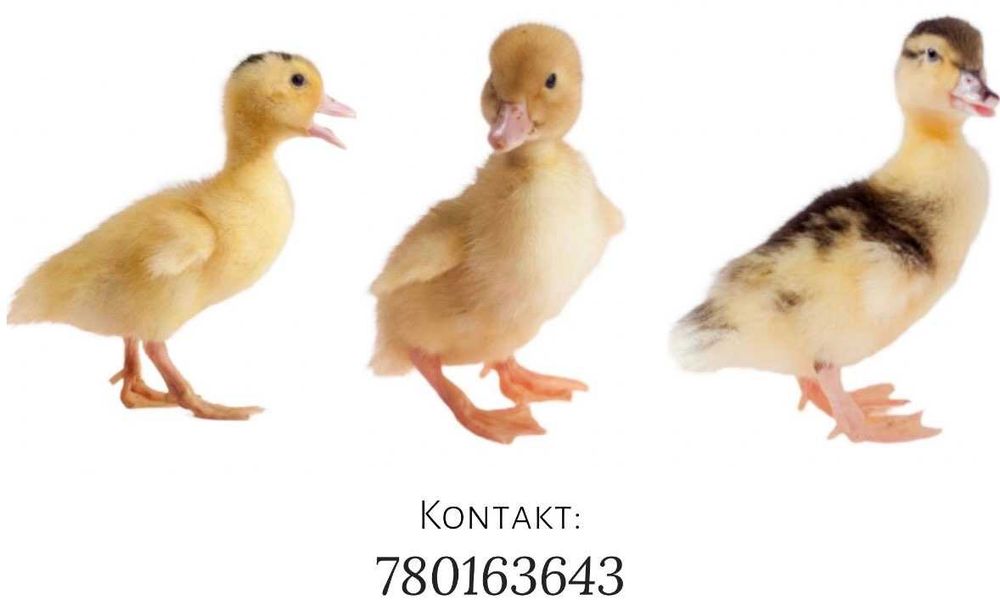 Kaczka dowóz GRATIS!