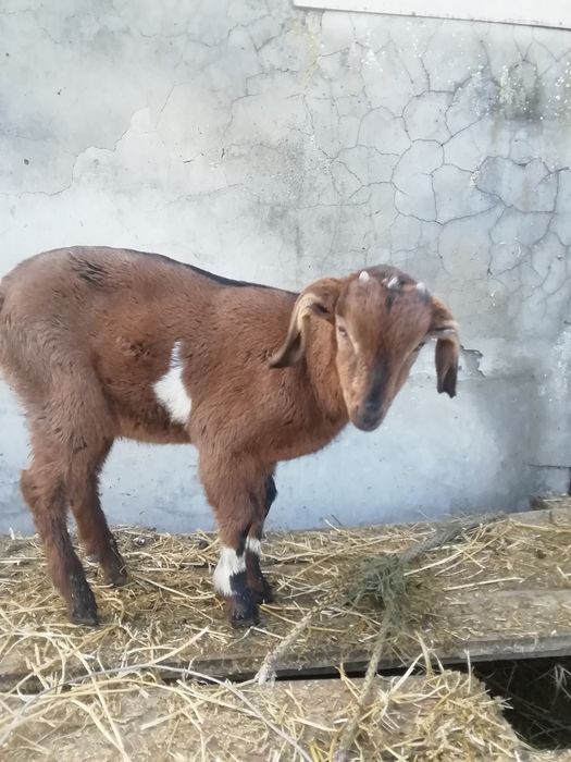 Племенной козлик