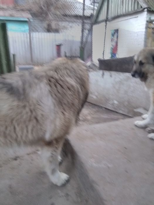 Вязка кавказская овчарка