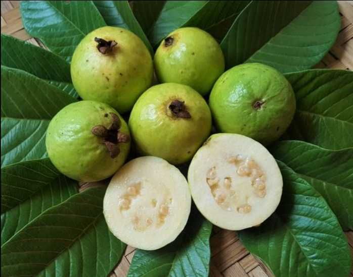 Árvore de Goiaba diversas variedades