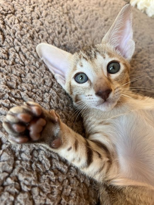 Орієнтальна тигрова дівчинка