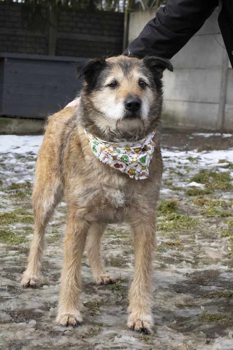 Piesek około 7 lat
