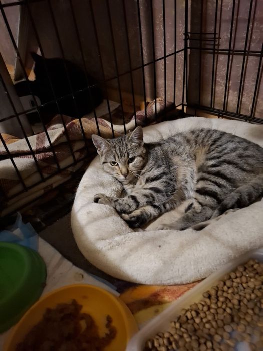 6 miesięczna kotka szuka domu niewychodzącego