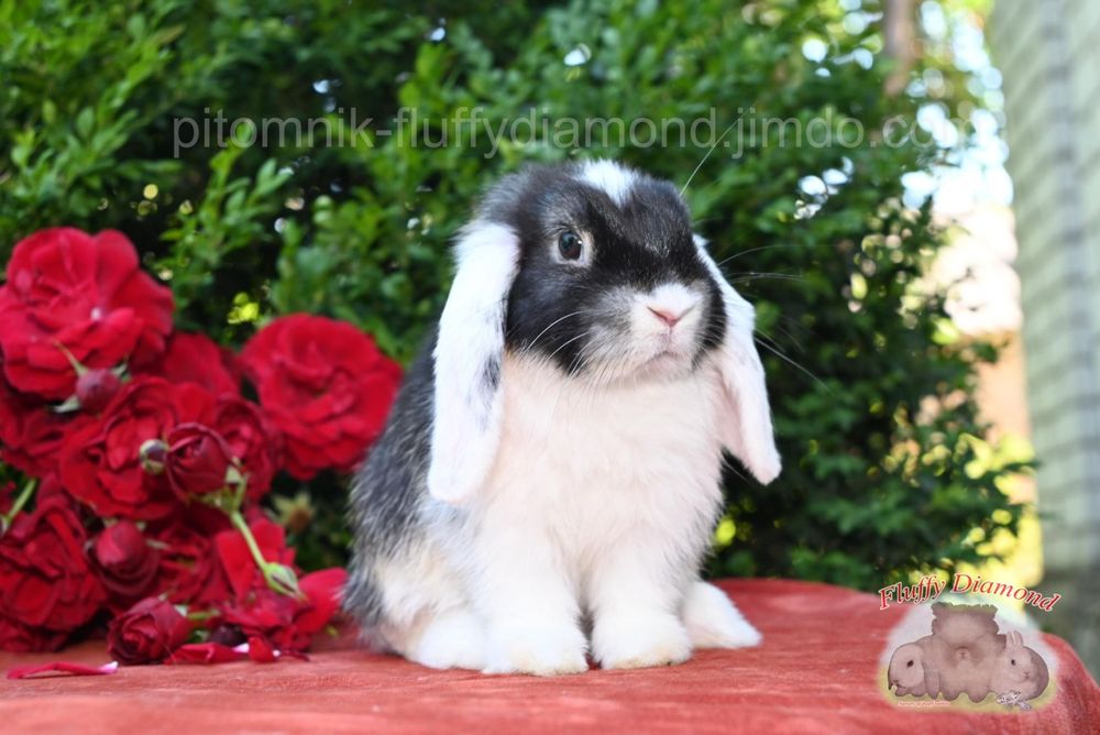 Вислоухие крольчата. Редкие окрасы! Кролики из "Fluffy Diamond"