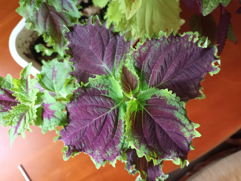 Koleusy barwne rośliny pokrzywki