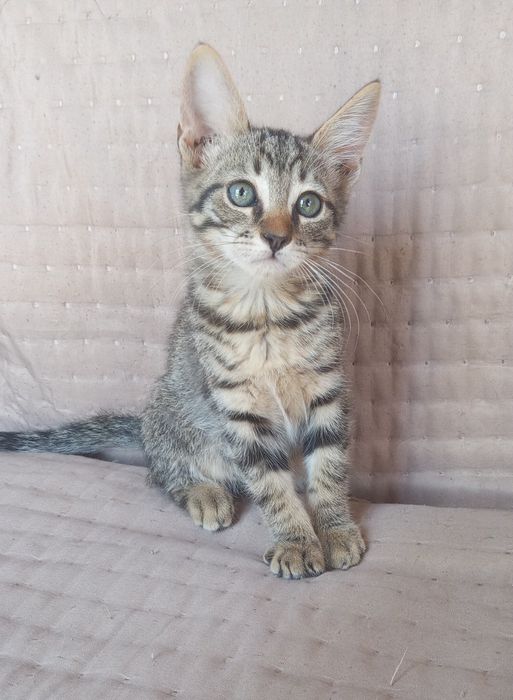 Gatinhos para adoção responsável
