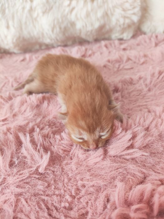 Віддам котика , хлопець
