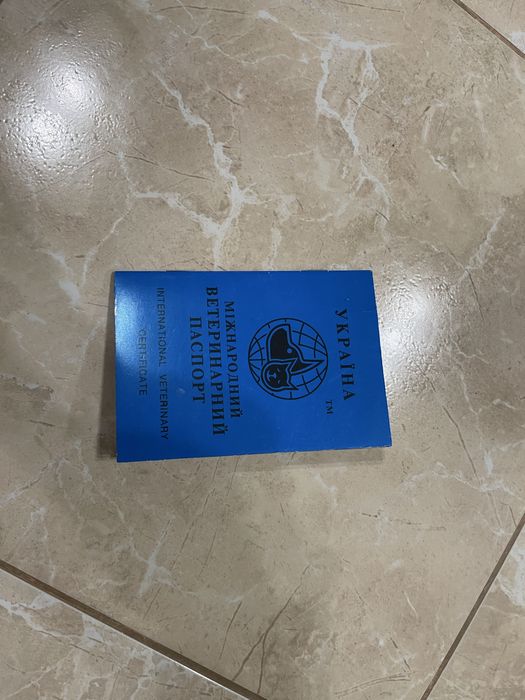 Цуценятя Такса / Фокстерєр хлопчик