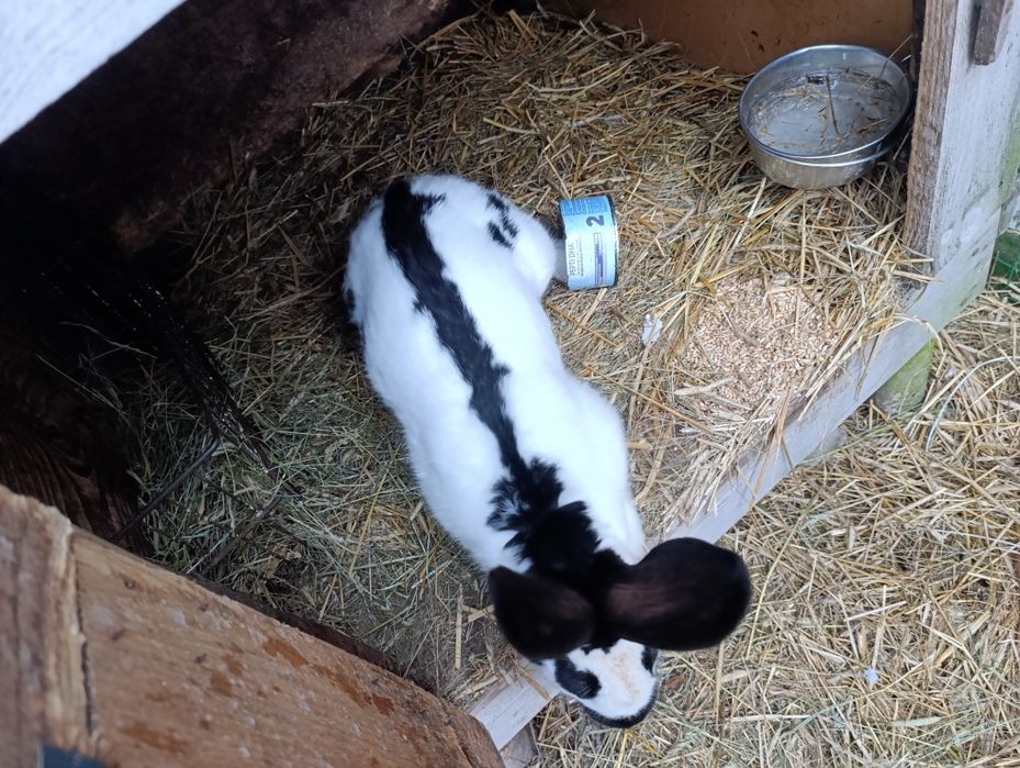 Srokacze niemieckie osc samiec samica