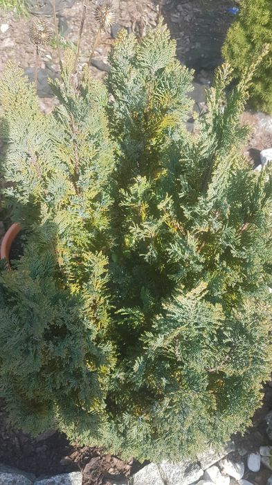 Tuja wysokść ok. 80 cm