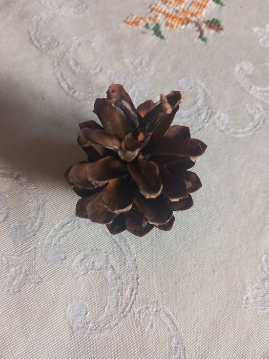 Baza DIY: 12 szyszek sosnowych (z własnej działki)