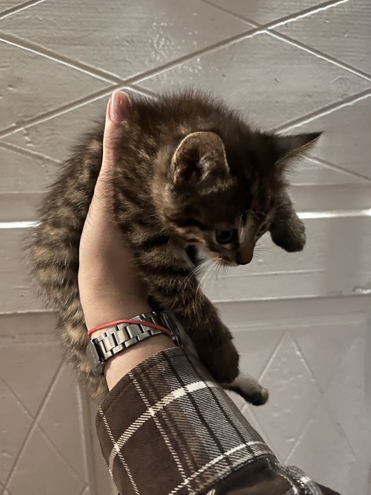 Кошеня/кіт/котик
