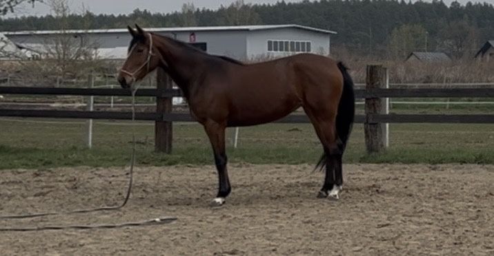 3-letnia klacz