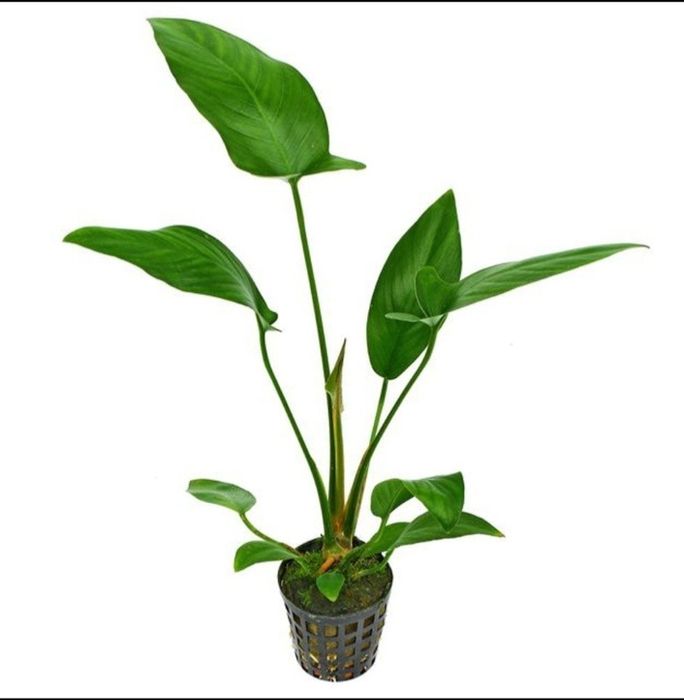 Anubia hastifolia para aquário