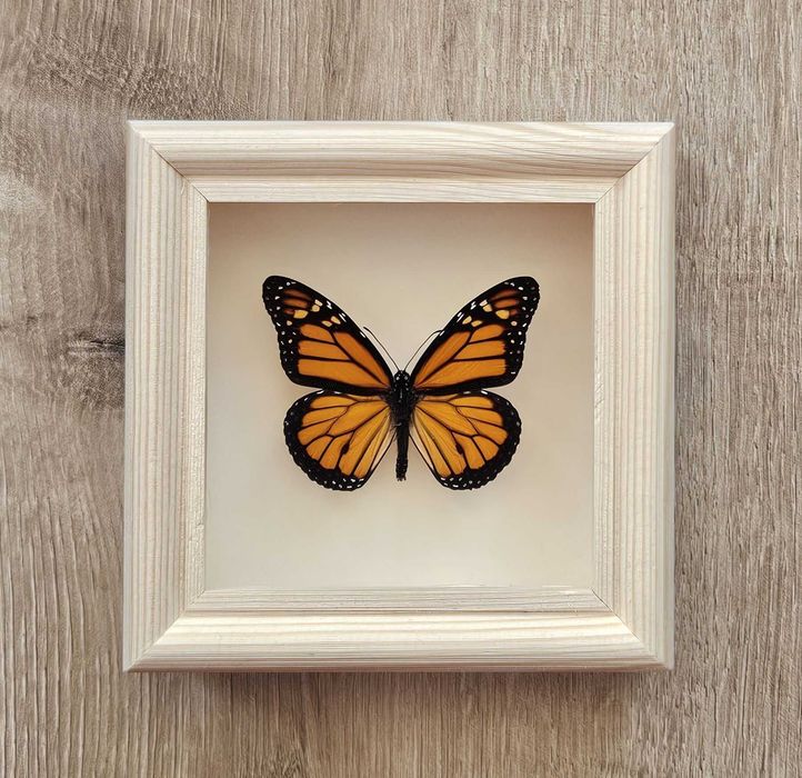 Motyl w kolekcjonerskiej ramce dannaus plaxipus .