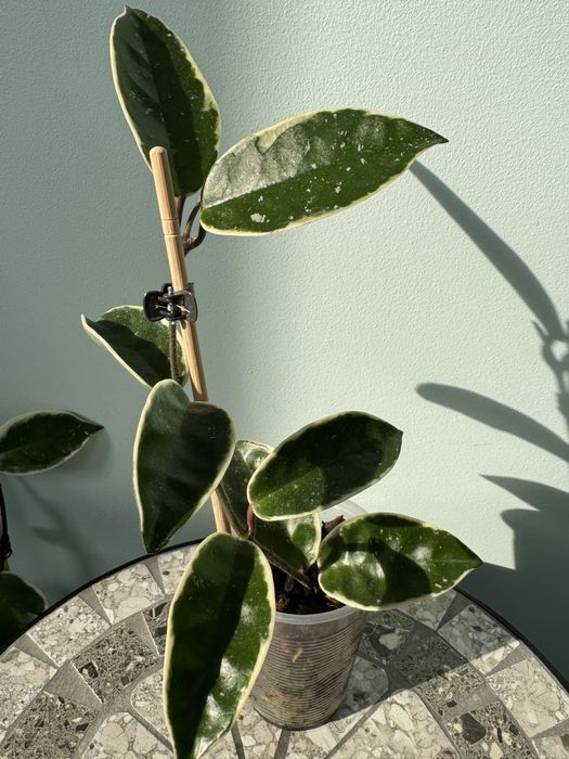 Хойя Кримсон Квин( Hoya carnosa Crimson Queen)