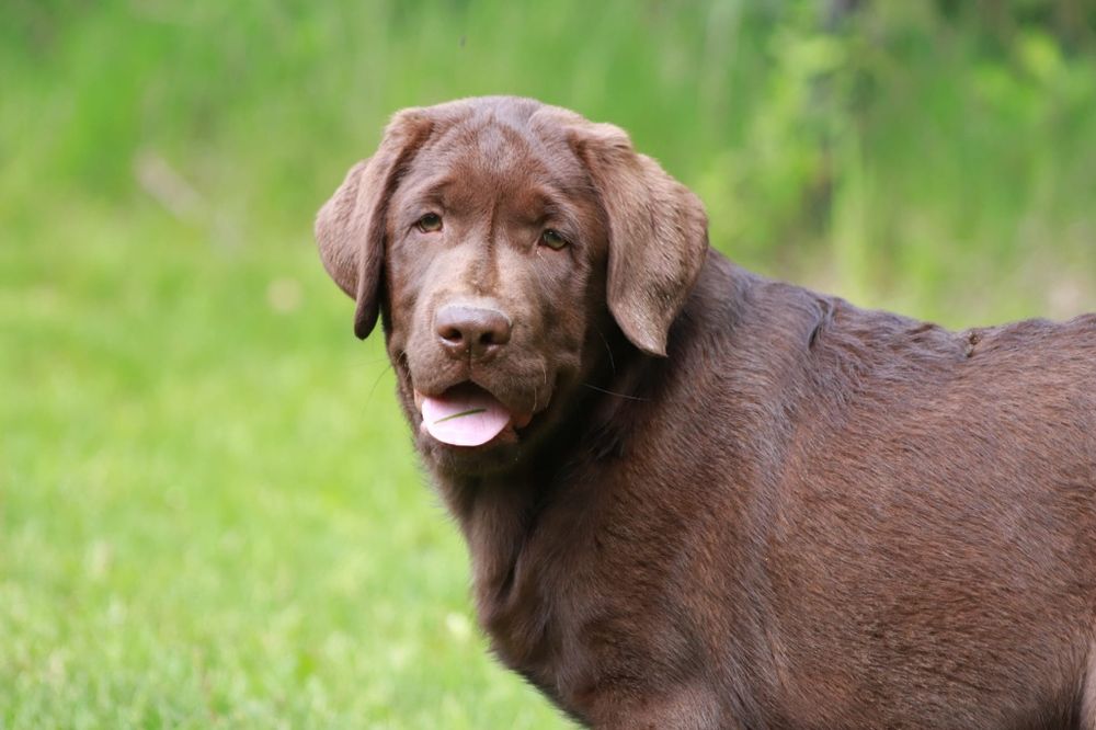 Labrador Retriever - (FCI)