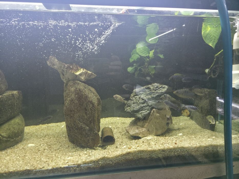 Ciclideos africanos para venda