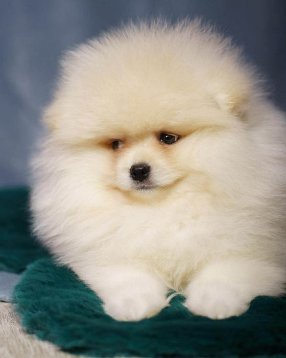 Pomeranian piesek
