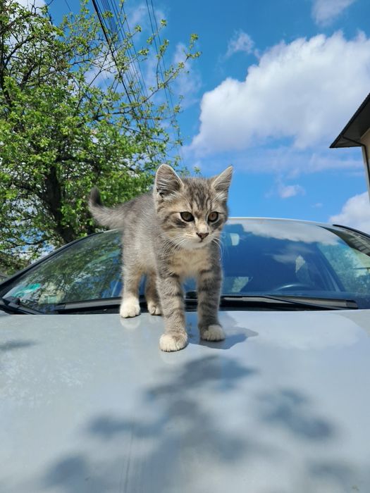 Кошенята шукають дім