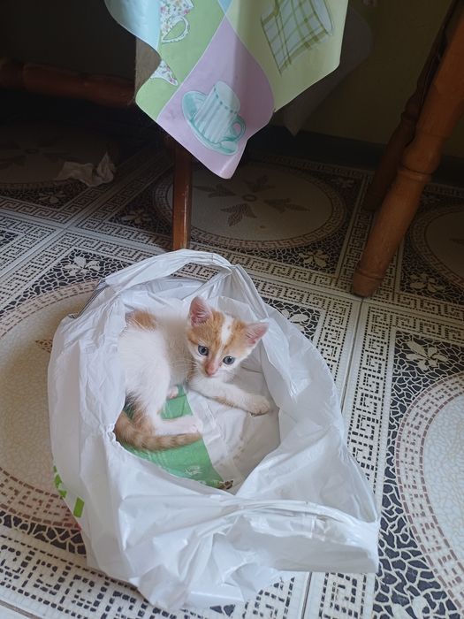 Отдам котика в добрые руки
