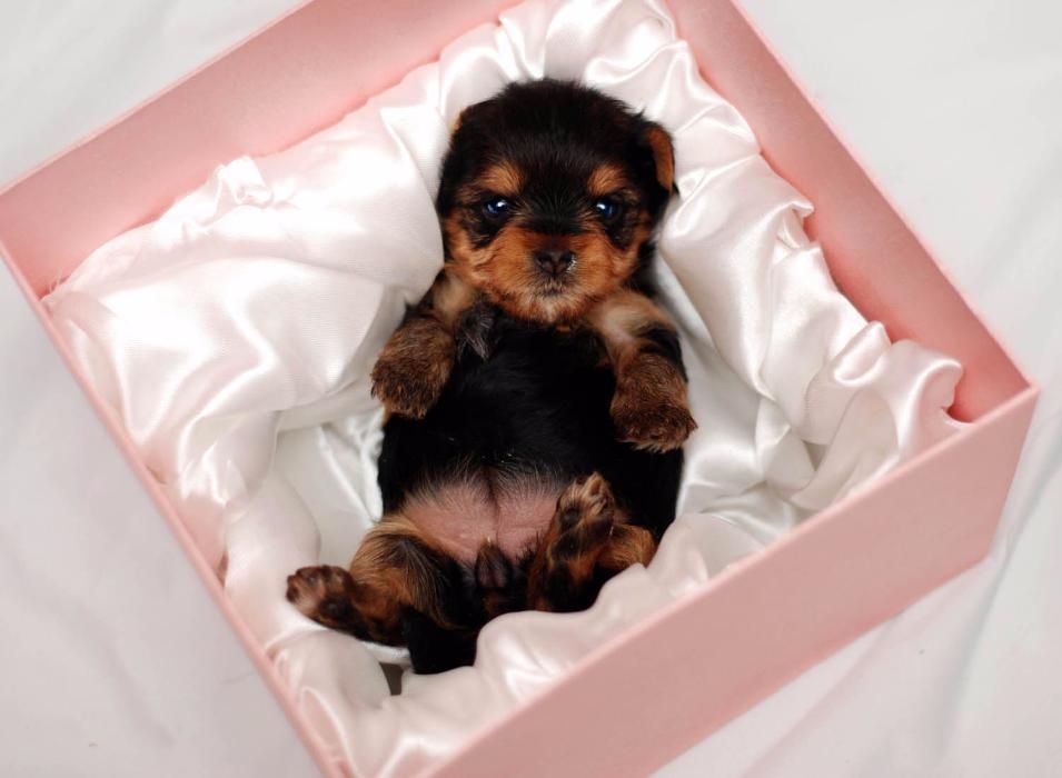 Кукольные Мальчишки с Родословной !