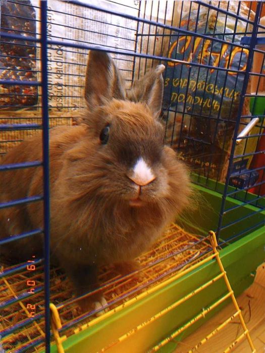 Беремо на перетримку домашніх тварин