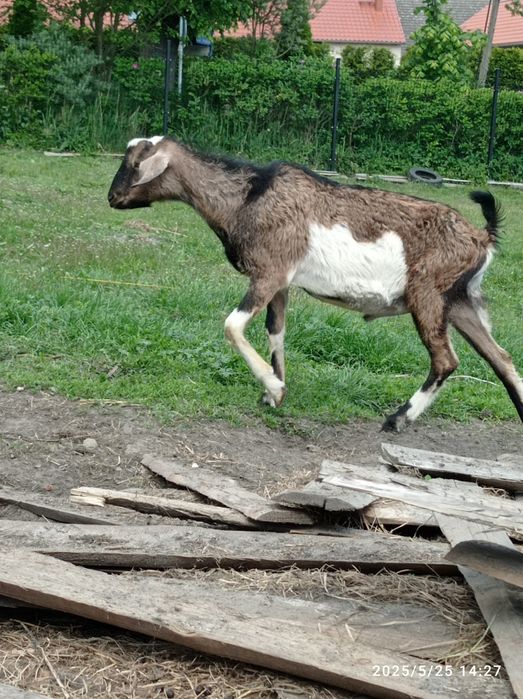 Kozioł koziołek capek anglonbijski AN  87%