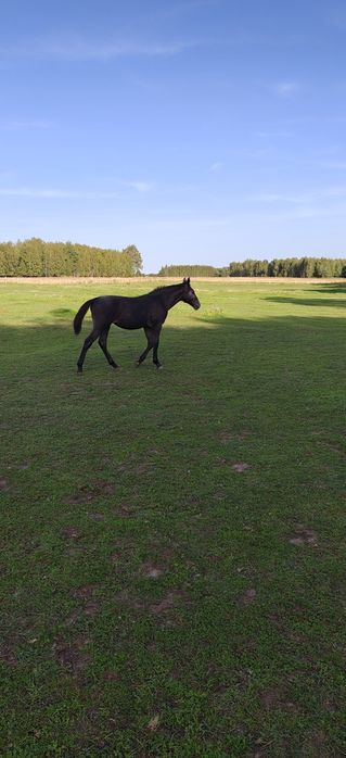 Klacz śląska siwa