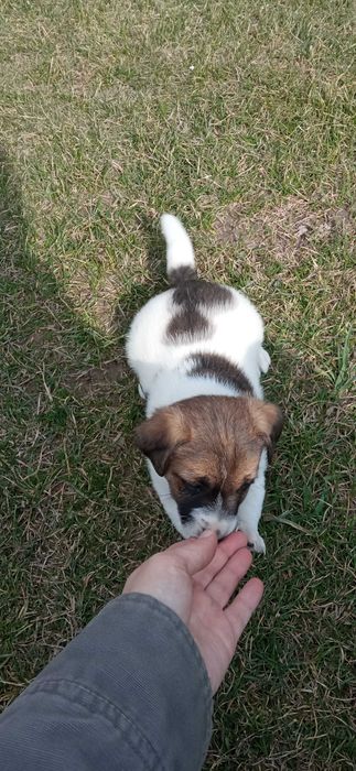 Jack Russell Terrier