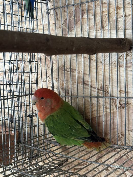 Troca Roseicollis Long Fêmea 2021 Opalina