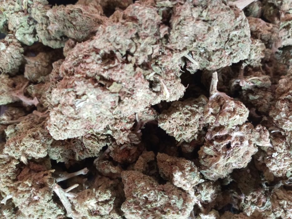 15 gram suszu CBD WHITE WIDOW