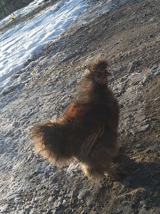 Silka jedwabista kura kury kogut usa