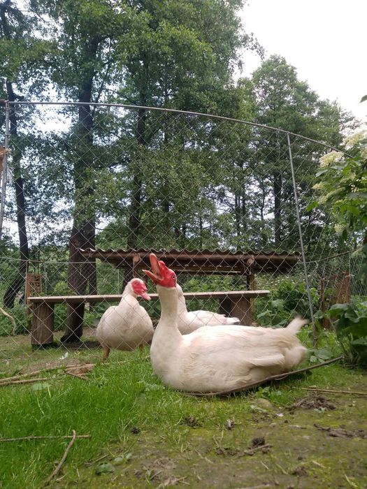 Продаю яйця індокачині