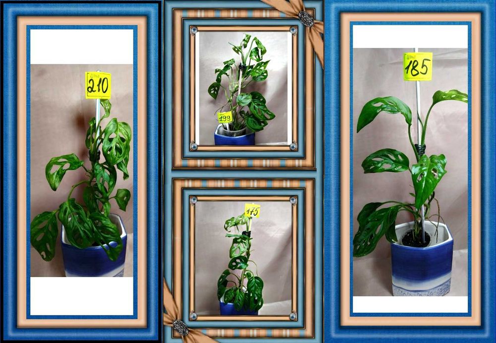 ‼️ ВЕЛИЧЕЗНІ ‼️ПОВІТРЯНІ КОРЕНІ Монстера манки monstera Monkey Mask