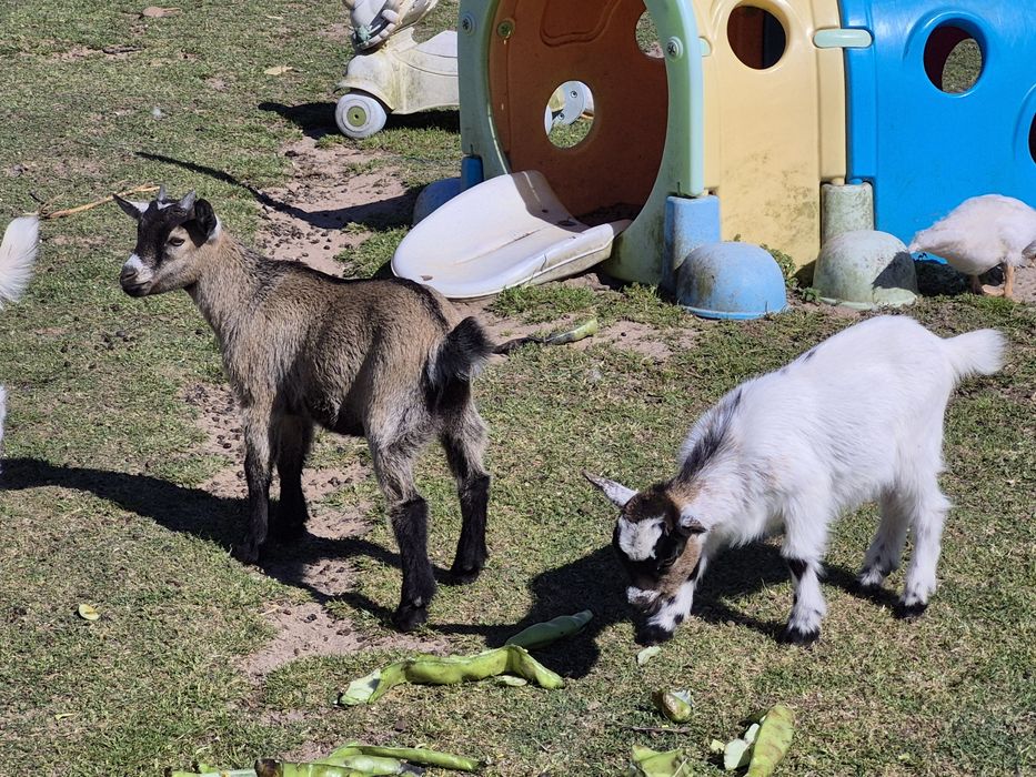 Casal de cabritas anãs