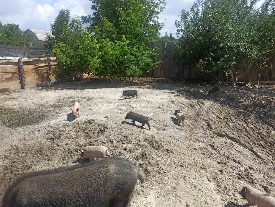 Продаємо в'єтнамських поросят