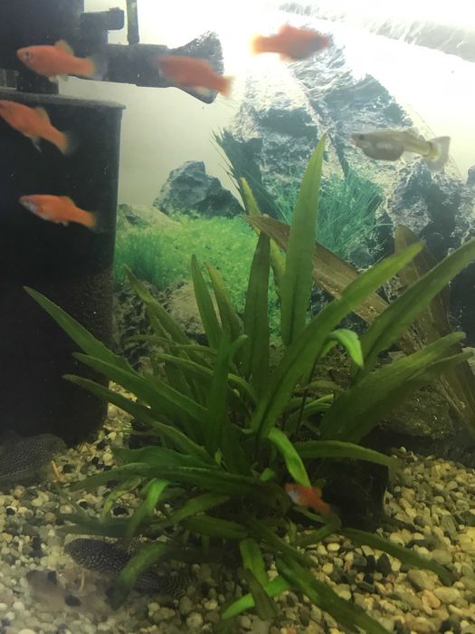 Oddam młode mieczyki, 10 szt.