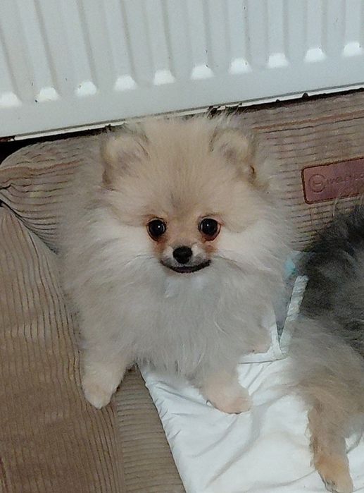 Померанський шпіц ексклюзив міні