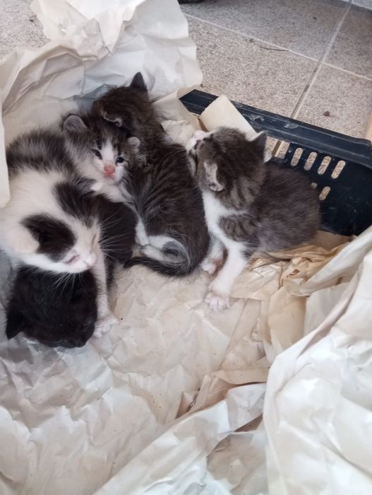 Dá se gatos bebés mansos e já comem
