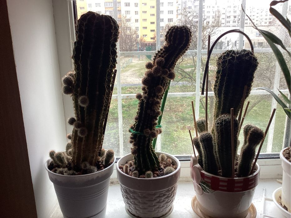 Комнатные растения - кактусы.