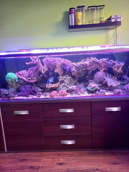 Akwarium morskie koralowce