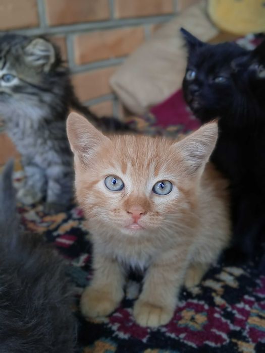 Кошенята в добрі руки!