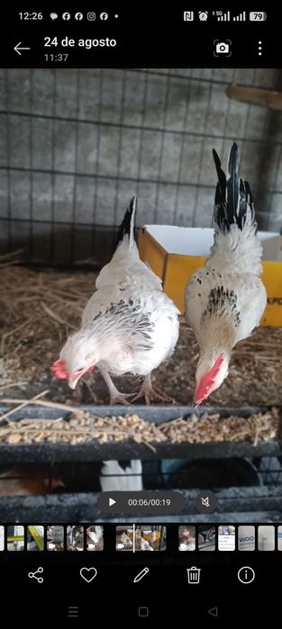 Casal de Cocós Mini