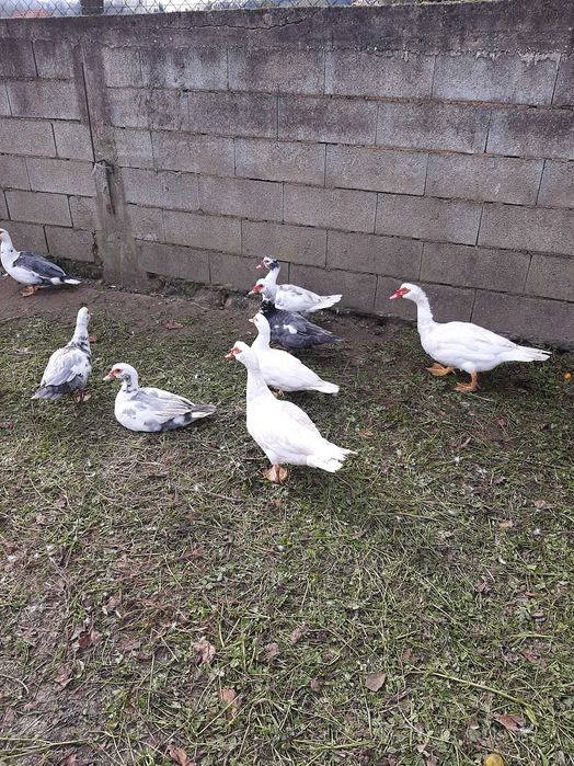 Patos mudos machos e fêmeas