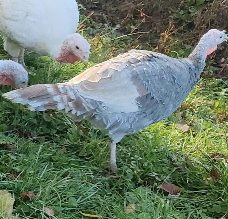 Perliczki, perlik, indyki